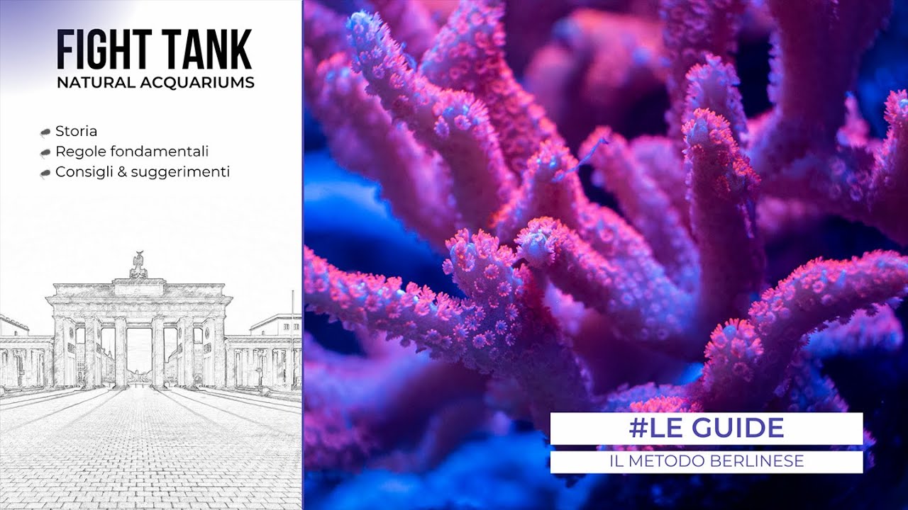UN ACQUARIO MARINO DI SUCCESSO CON IL METODO BERLINESE - LE GUIDE - YouTube