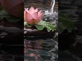 Relaxing Music & Water Sound for Meditation 🐬 #relax #beautiful #relaxingmusic