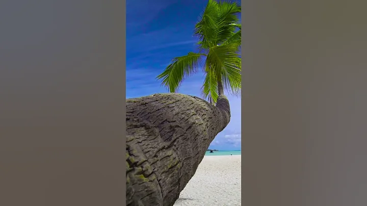 Coconut tree at a beach #shorts - DayDayNews