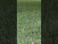 Sugar Land, TX: Glowing Phenomenon (Lightning Bugs, Lake Pointe)