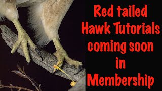 Red Tailed Hawk Taxidermy Part 1 Art Of Taxidermy