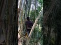 nyari bambu yang mamtap buat bikin layang2 gde #shorts