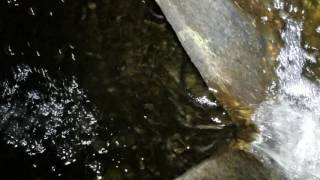How a 'fish ladder' works!