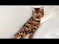 Mimis family diary bengal cat climbs to the roof