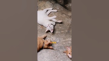 Catnip (herb that causes excitement)& d cats, Wig, Mau & Red 😻🐱😽