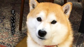 嬉しくないけど嫌ではない柴犬