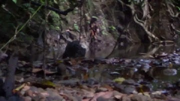 Sumatran Clouded Leopard and Cub - Neofelis diardi