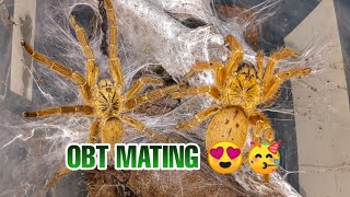 Pterinochilus Murinus Obt Mating Tarantula Vlog 1