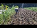 STOP DOING IT WRONG! WATCH THE CORRECT MANUAL CORN SEEDLING PROCESS FOR MASSIVE HARVESTS-Agriculture