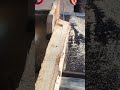 slicing a long natural wooden log into thin planks with a precision band saw for timber production