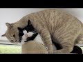 Kitten Annoys Cat