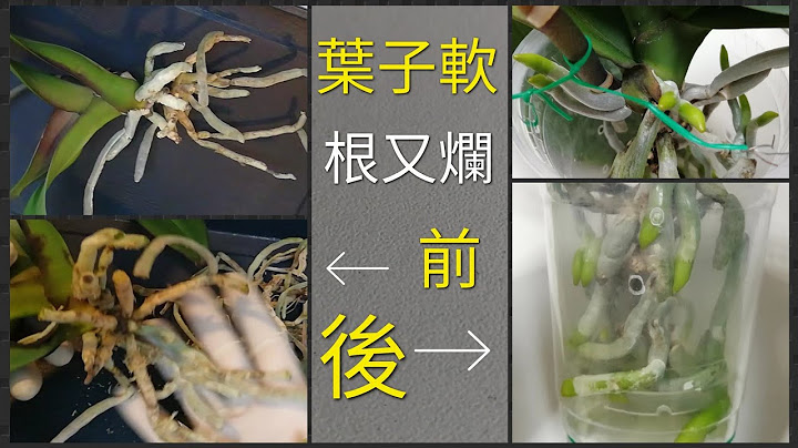 蝴蝶兰叶软，根烂，这样处理，效果是关键12/6/2022 - 天天要闻