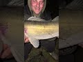 Fishing after work and Eddy catches this stunning Zander out the canal. Float fished dead bait #fish