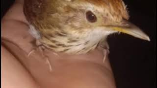 chim chuối tiêu kêu cứu chuẩn mồi. noog nplib koog quaj