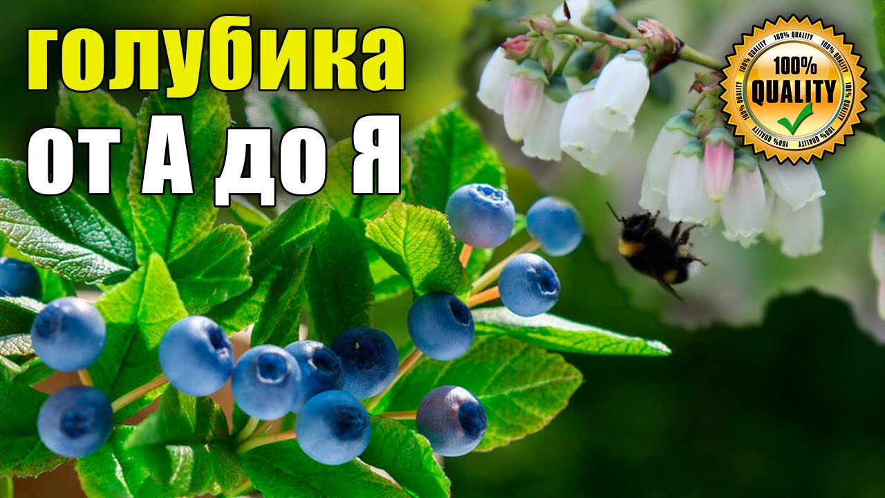 Все о ГОЛУБИКЕ секреты выращивания, сорта, посадка, уход, полив. защита от болезней, вредителей.