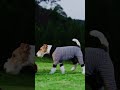 Paws up for a perfect lawn!