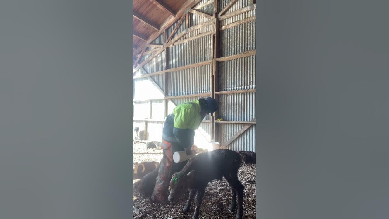 Tubing calves with colostrum milk YouTube