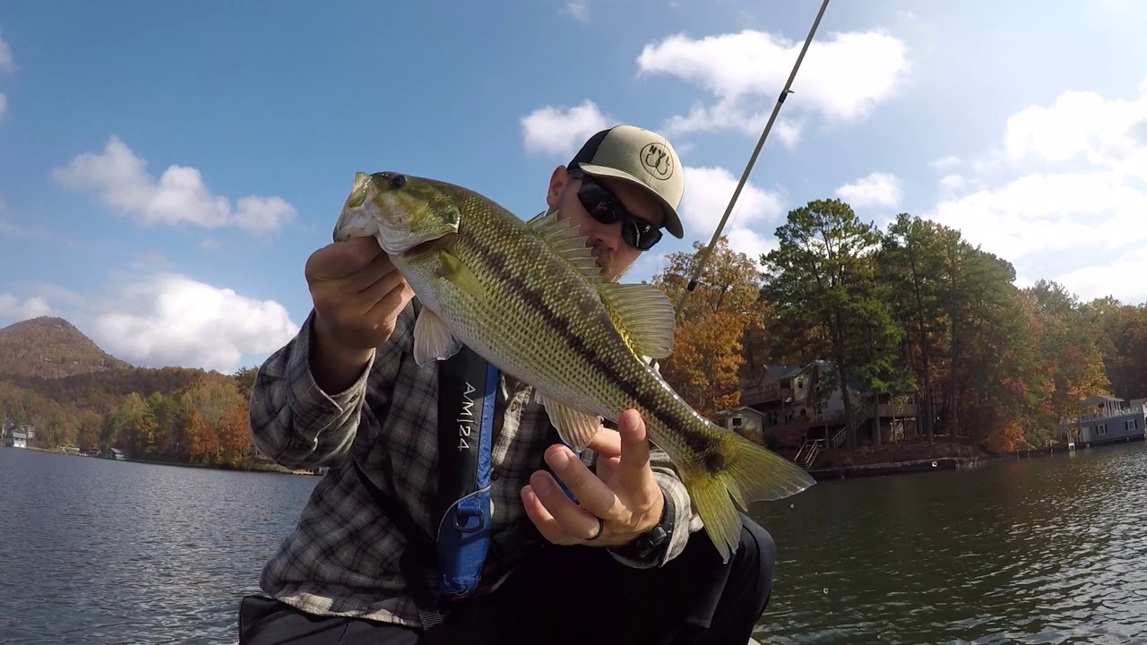 Lake Burton Drop Shot Fishing YouTube