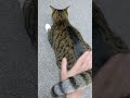 【キジトラ】ケツを叩かれ楽しいひと時を過ごしている猫の表情がこちらです