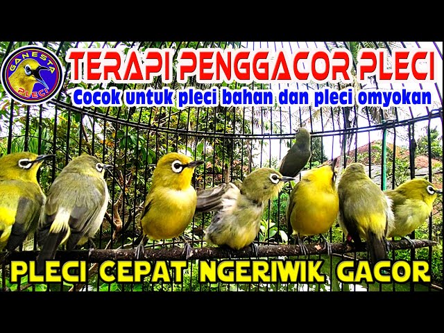 Terapi PENGGACOR Pleci Paling Ampuh Agar Pleci Buka Paruh || Terapi Pleci Koloni Terbaru class=