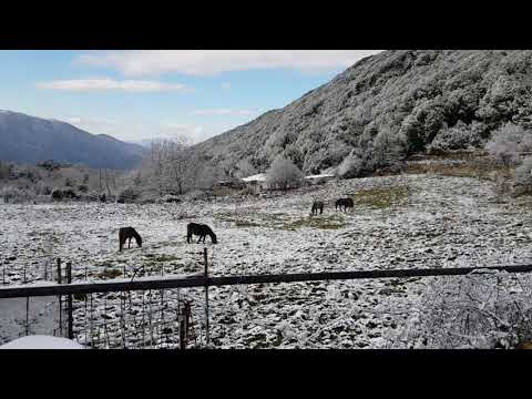 Λύγγος - Άλογα