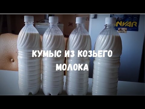 Как делать кумыс из козьего молока в домашних условиях