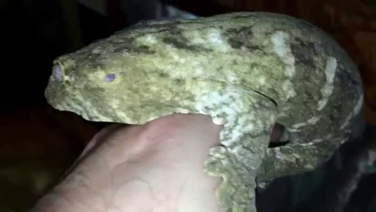 camera iphone 8 plus apk Year and half male F1 Rhacodactylus Leachianus 