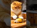 #catvideos #funny #comedyshorts #comedy