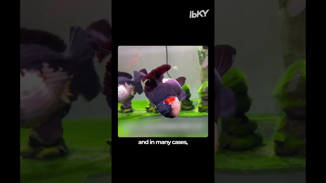 This Fish is Using a Wheelchair! #shorts