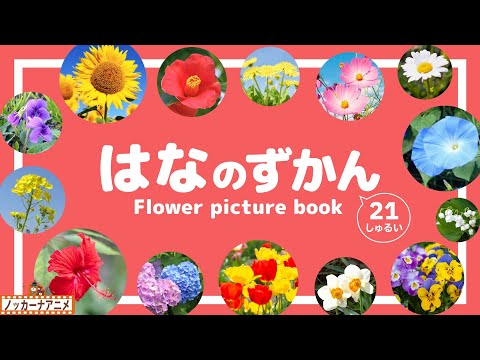 花の種類を覚えればガーデニングが変わる！初心者向け実践ガイド