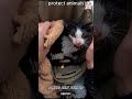 #foryoupage #kindness #viral #catlove #respect