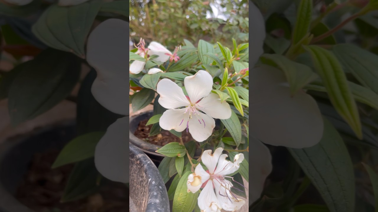 Melastoma white flower 🌸 