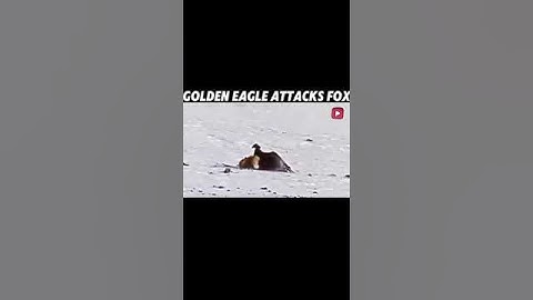 Golden eagle 🦅 attack on fox