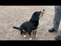 Off-leash walk  #entlebucher, #dogtraining, #socialization, #sennenhund, #дрессировка, #dogtips