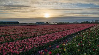 Dutch Tulip Field Sunset Time-Lapse (Near Keukenhof)