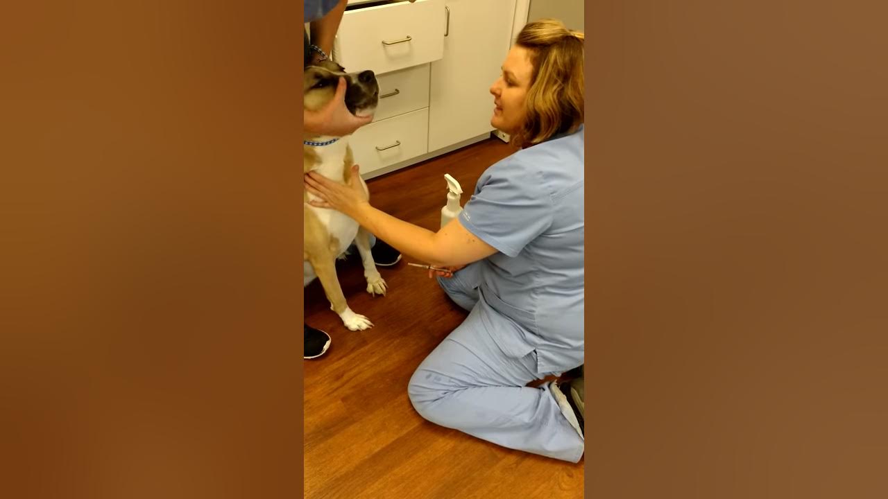 Canine Jugular Blood Draw - YouTube