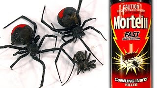 How To Kill Deadly Redback Spider Infestation Mortein FAST Knockdown