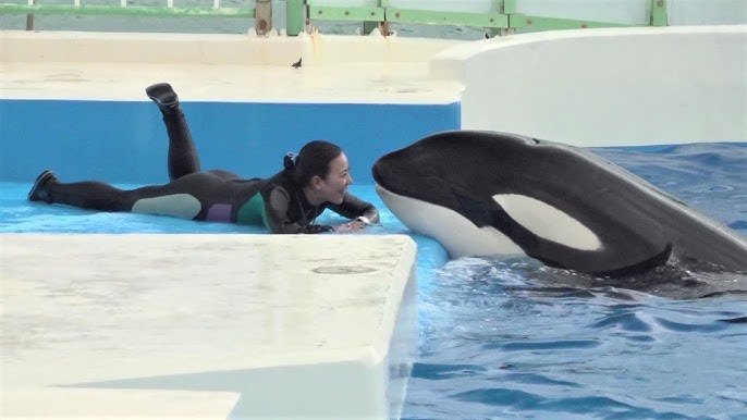 シャチの赤ちゃん誕生 名古屋港水族館で初 Youtube シャチの赤ちゃん誕生 名古屋港水族館で初 Youtube