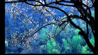 國際梅花攝影大展