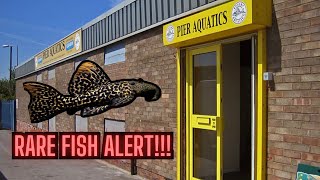 Have You Seen These Rare Fish? - Pier Aquatics Fish Shop Tour