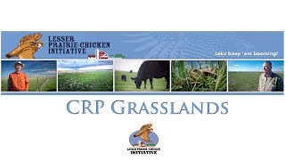 Conservation Media® - Lesser Prairie Chicken Initiative - CRP Grasslands by Conservation Media® 104 views 4 years ago 3 minutes, 36 seconds