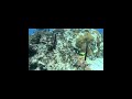 So many fish!🐟🇧🇸🤿#bahamas #scubadiving #underwater #fish #tropical #diving #shorts #scuba #dive