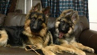 Gorgeous King Long Haired German Shepherd puppies playing!