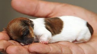 AWW CUTE BABY ANIMALS - Videos Compilation cutest moment of the animals 2020 by FunnyVines 6,110 views 3 years ago 11 minutes, 20 seconds