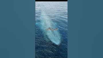 وذا النون إذ ذهب مغاضبا ..القارئ إسلام صبحي..حالات وتس اب قصيرة..#فنادى في الظلمات .. سبحانك يا الله