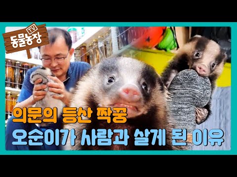 의문의 등산 짝꿍, ‘오순이’가 아저씨와 함께 살게 된 이유? #TV동물농장 #AnimalFarm #SBSstory