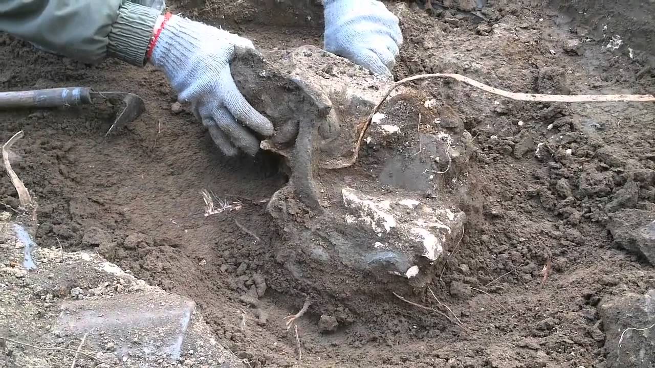 Драконище   720x540