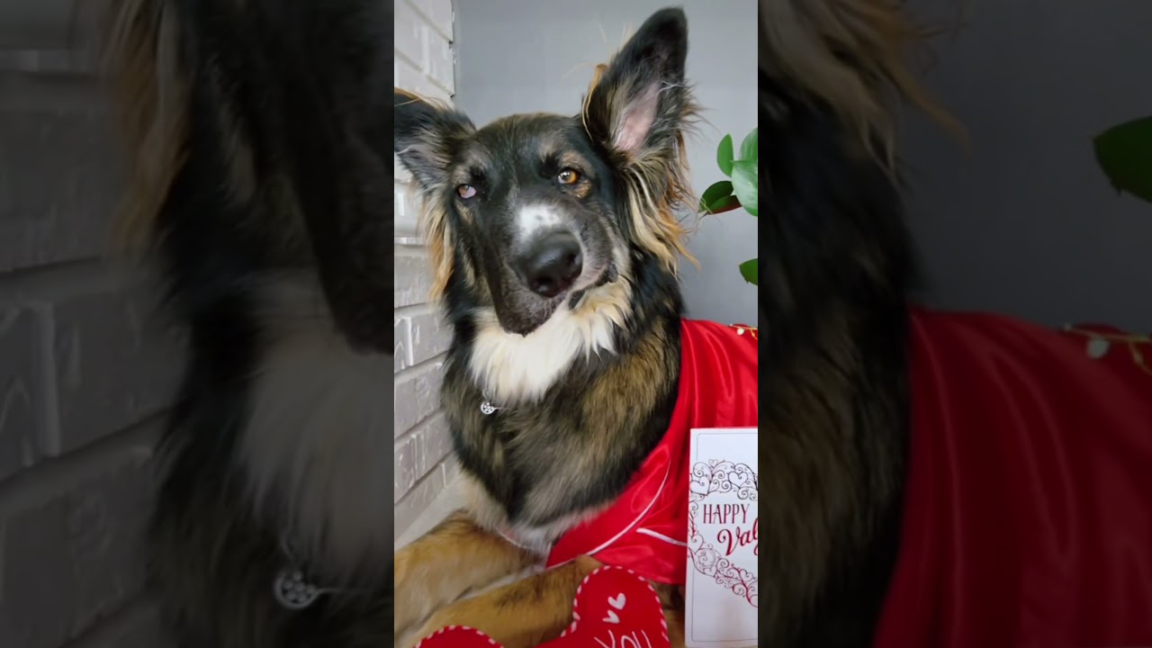 Best Boy Brodie YouTube