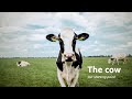 Lely solutions – the movie (English / USA)