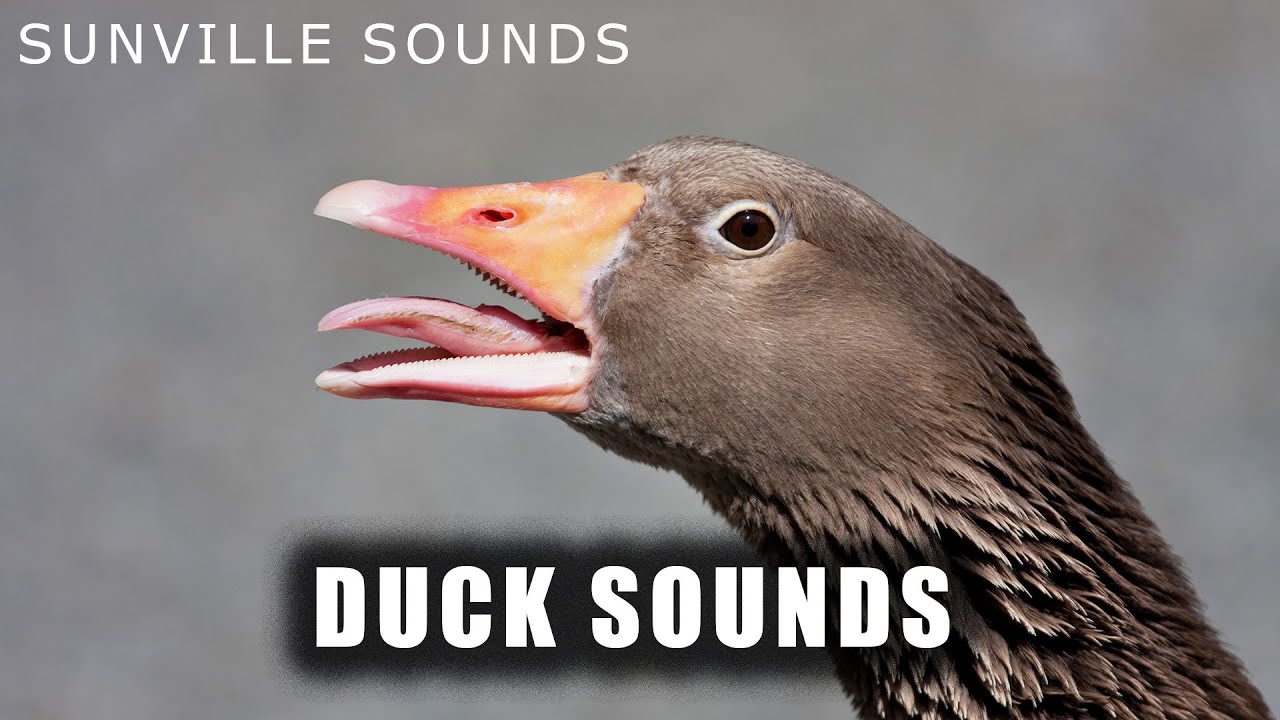 Звук утки слушать. Duck Quack Sound. Звук утки. Animal Sounds Duck. Звук утки руками.